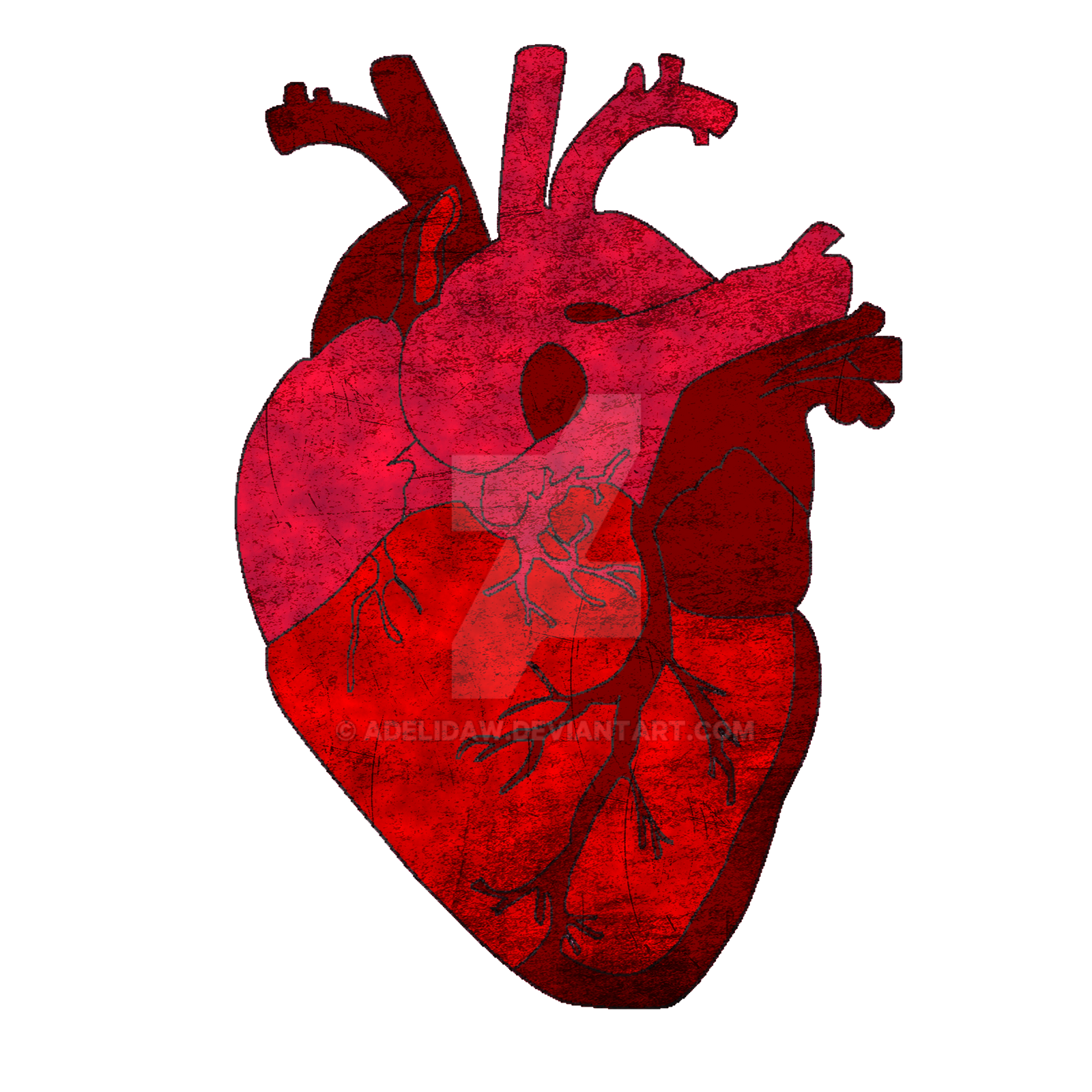Human Heart By Adelidaw On Deviantart
