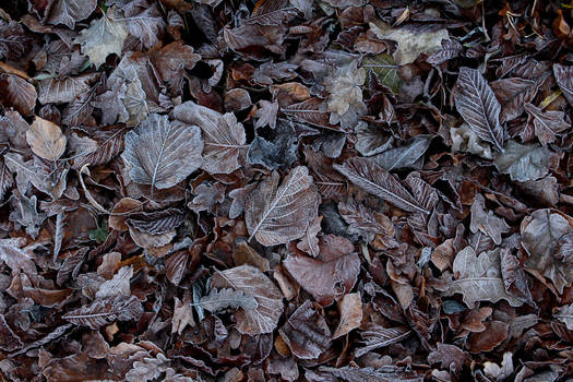 Frozen Leaves