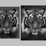 Save The Tiger - Step by Step