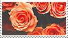 Flower | Rose o2