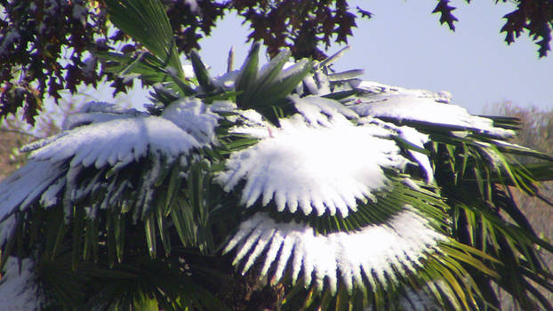 Deep South Snow Palm