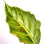 Green leaf (Painting)