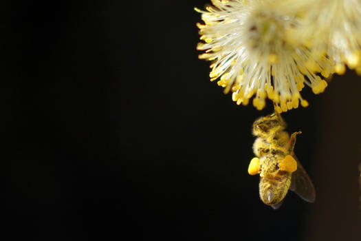 Hanging Bee