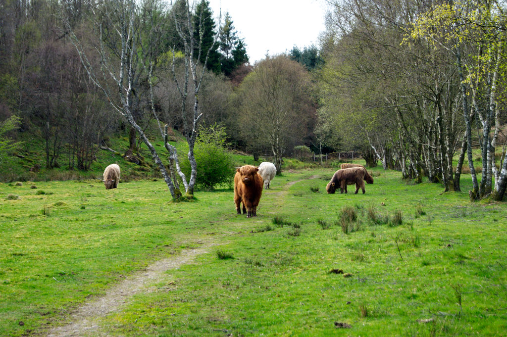 Who did you call cow?!? by AxelDominatoR on DeviantArt