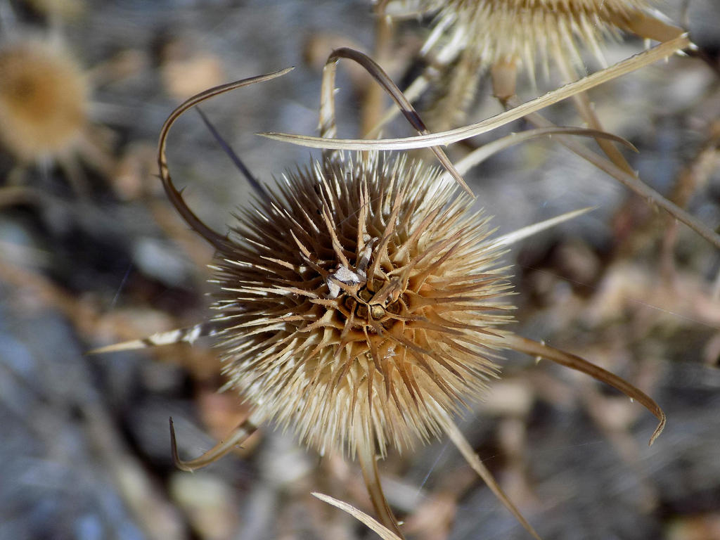 Plant ... With Tentacles?