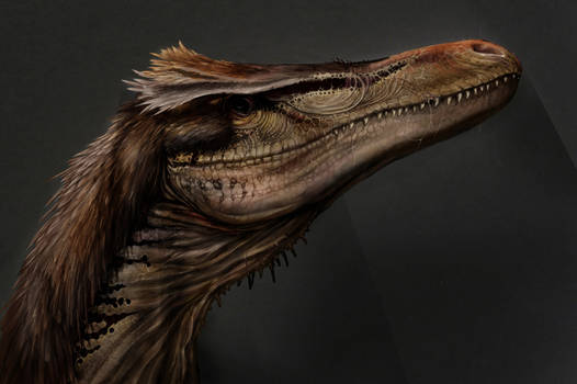Austroraptor face