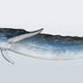 Whale Leviathan