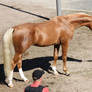 STOCK - Palomino Part Arabian