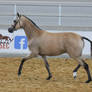 STOCK - Partbred Arabian 41