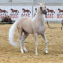 STOCK - Arabian Gala Event 097