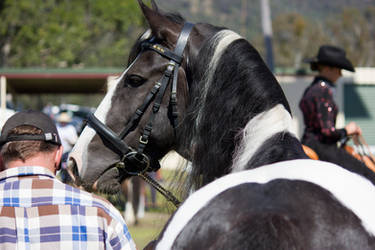 STOCK - Canungra Show 2012 145