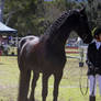 STOCK - Canungra Show 2012 161