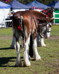 STOCK - Canungra Show 2012 168 by fillyrox