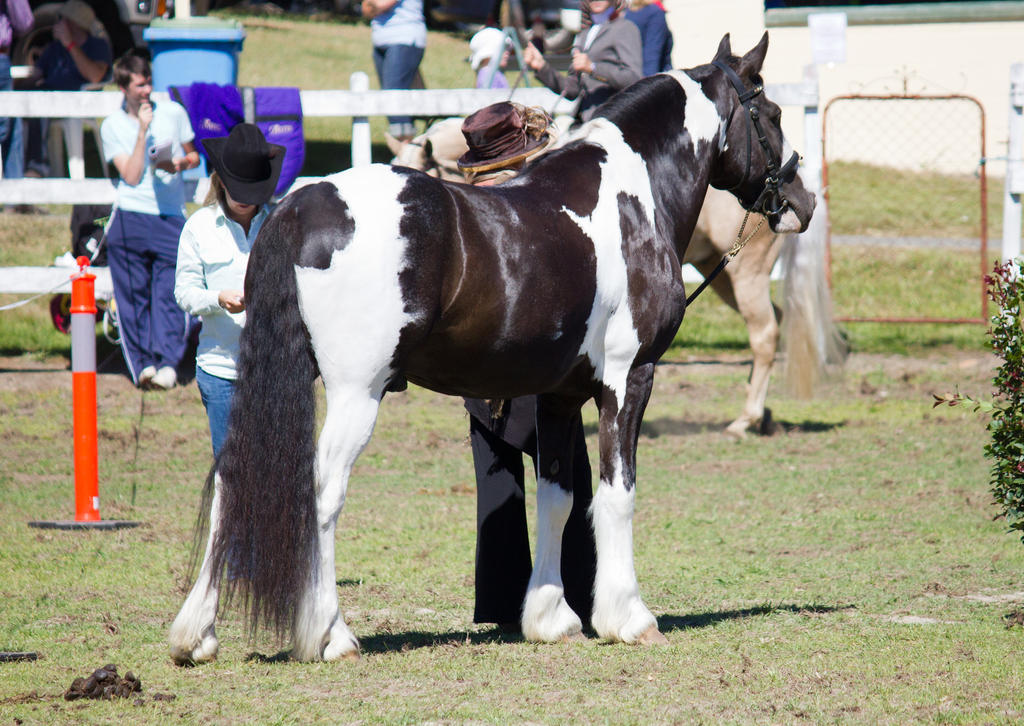 STOCK - Canungra Show 2012 096