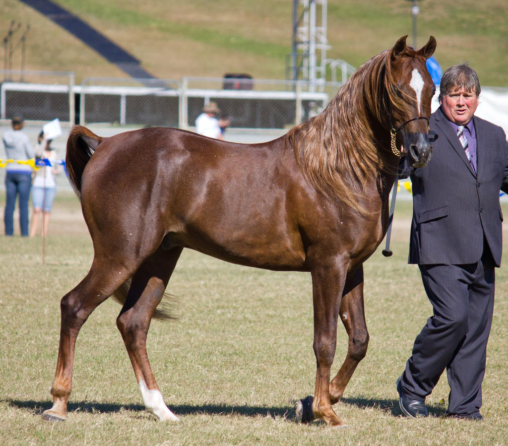 STOCK - Gold Coast Show 014