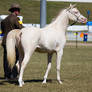 STOCK - Gold Coast show 195