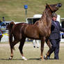 STOCK - Gold Coast show 158