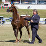 STOCK - Gold Coast show 145