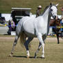 STOCK - Gold Coast Show 104