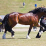 STOCK - Gold Coast show 300