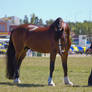 STOCK - Gold Coast show 239