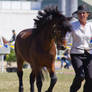 STOCK - Gold Coast show 230