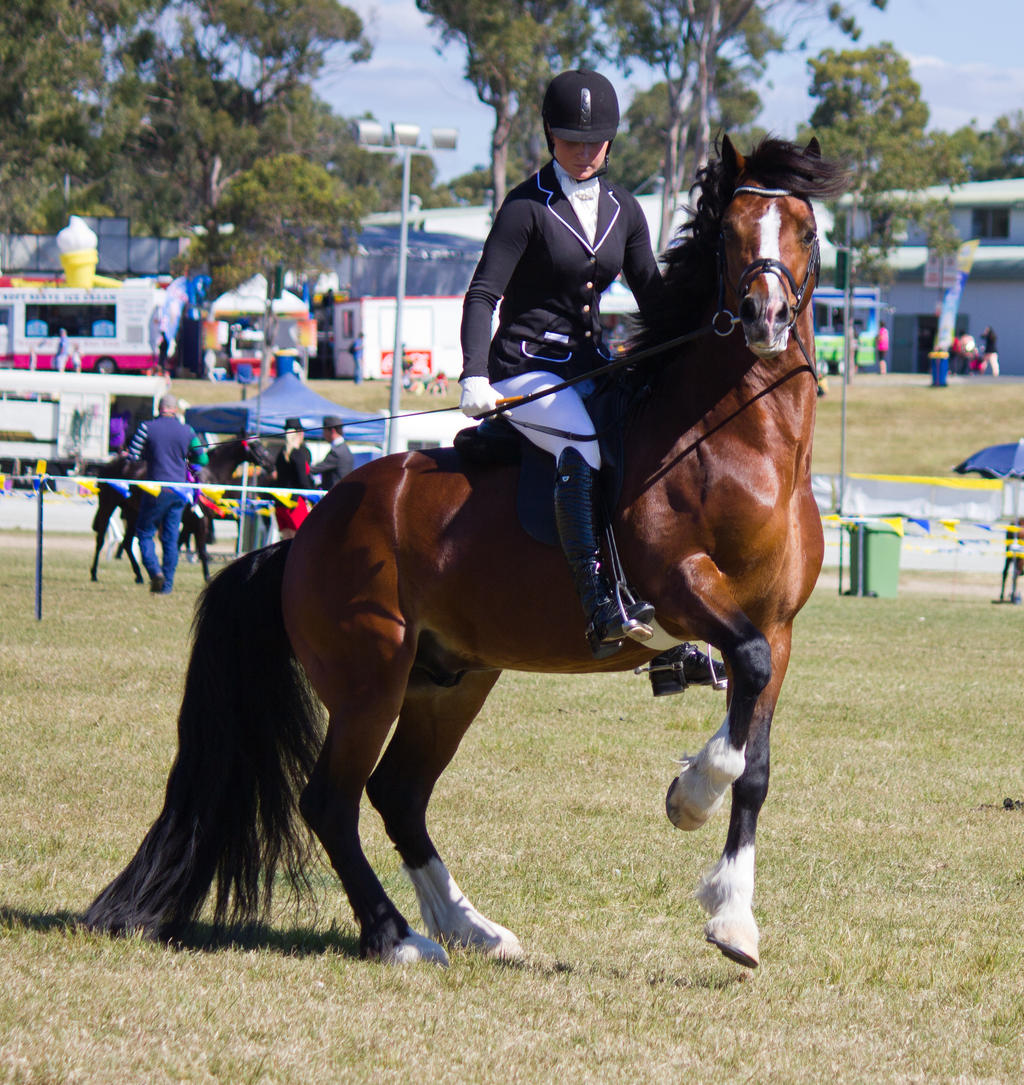 STOCK - Gold Coast Show 337