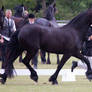 STOCK - Friesian Show 2012-91