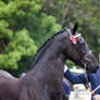 STOCK - Friesian Show 2012-72