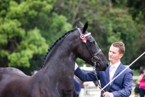 STOCK - Friesian Show 2012-72