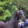 STOCK - Friesian Show 2012-71