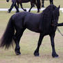STOCK - Friesian Show 2012-41