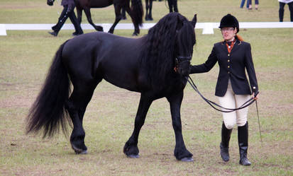 STOCK - Friesian Show 2012-41