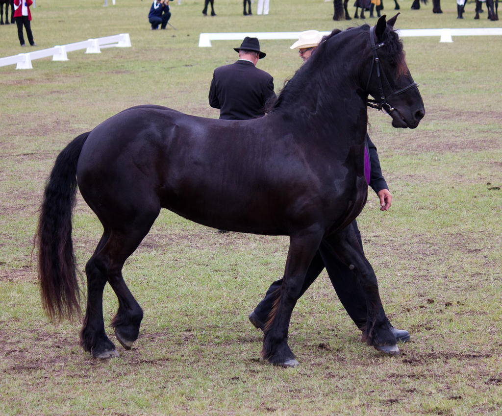 STOCK - Friesian Show 2012-36