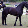 STOCK - Friesian Show 2012-158