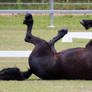 STOCK - Friesian Show 2012-146