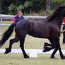 STOCK - Friesian Show 2012-145