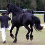 STOCK - Friesian Show 2012-140