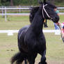 STOCK - Friesian Show 2012-132