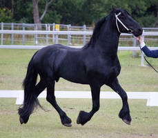 STOCK - Friesian Show 2012-130