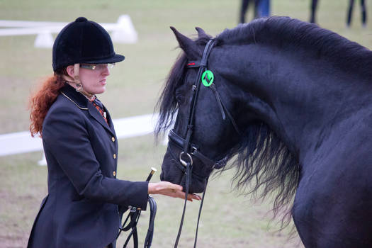 STOCK - Friesian Show 2012-128