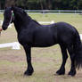 STOCK - Friesian Show 2012-125