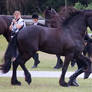 STOCK - Friesian Show 2012-111