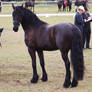 STOCK - Friesian Show 2012-105