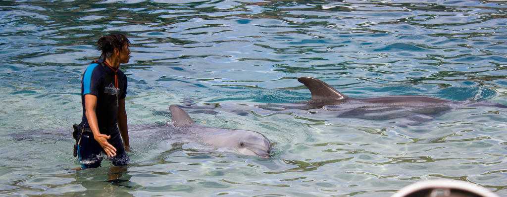 Seaworld Portrait STOCK - Seaworld 2013-55 by fillyrox on DeviantArt