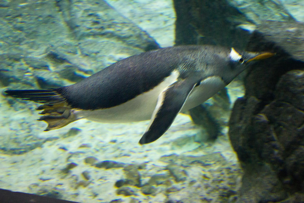 Seaworld Portrait STOCK - Seaworld 2013-158 by fillyrox on DeviantArt