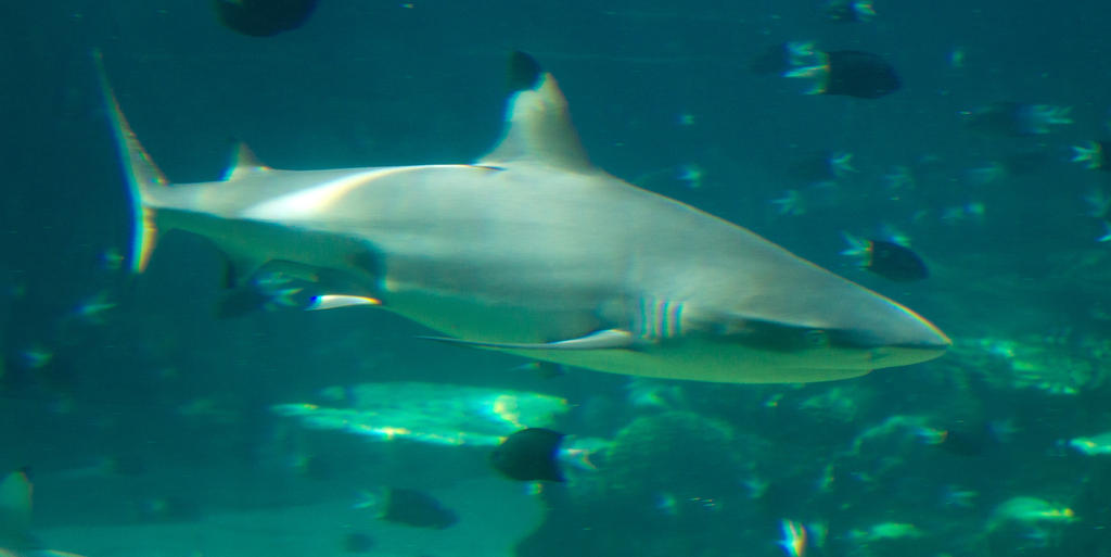 Seaworld Portrait STOCK - Seaworld 2013-137 by fillyrox on DeviantArt