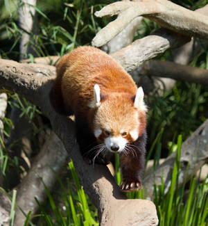 STOCK - Australia Zoo 2013-98