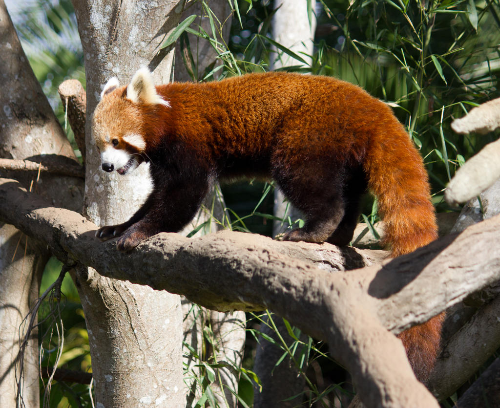 STOCK - Australia Zoo 2013-96