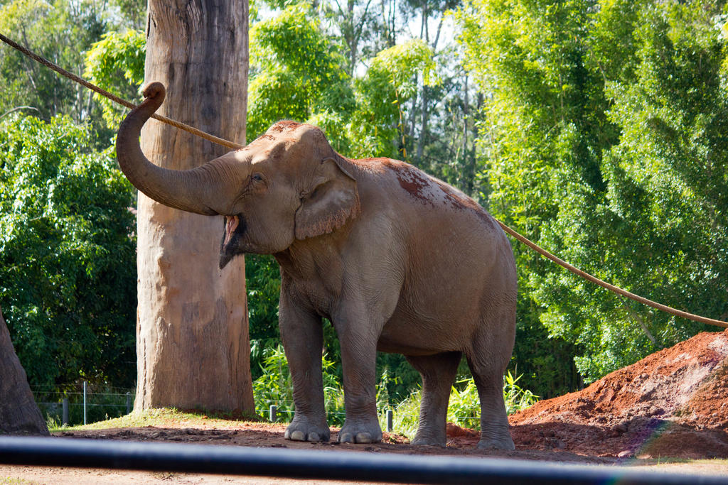 STOCK - Australia Zoo 2013-91